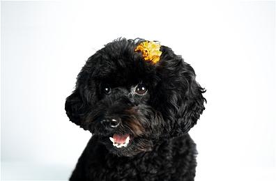 恶搞《刺客信条：影》 《弥助模拟器》现已上线Steam 3月20日发售